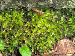 Rhynchostegium serrulatum