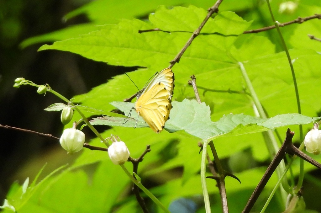 Sulphur Dotted Border
