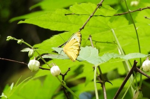Mylothris trimenia