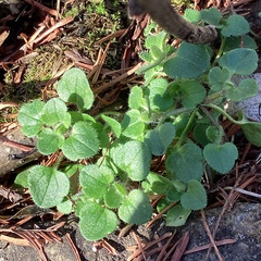 Veronica hederifolia