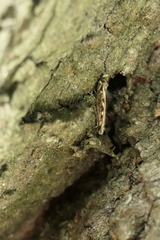 Erechthias fulguritella