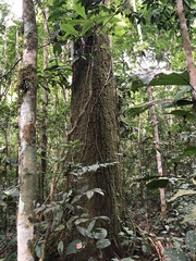 Cedrelinga cateniformis