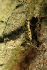 Erechthias fulguritella