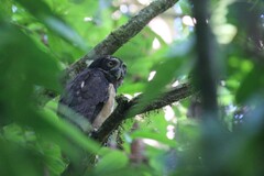 Pulsatrix perspicillata