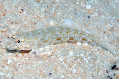 Istigobius rigilius