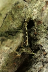 Erechthias fulguritella