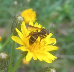 Neocorynura