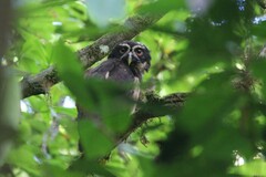 Pulsatrix perspicillata