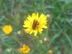 Neocorynura