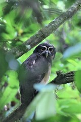 Pulsatrix perspicillata