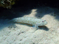 Istigobius rigilius