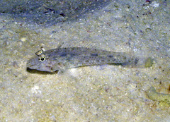 Fusigobius neophytus