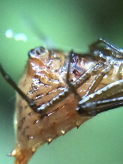 Micrathena exlinae