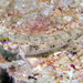 Cloudy Goby - Photo (c) uwkwaj, some rights reserved (CC BY-NC), uploaded by uwkwaj