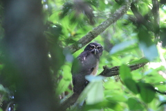 Pulsatrix perspicillata