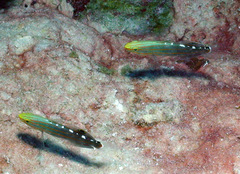 Koumansetta rainfordi