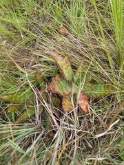 Aloe greatheadii davyana
