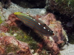 Koumansetta rainfordi