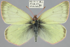 Colias nastes