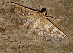 Nomophilini