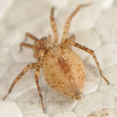 Anyphaena