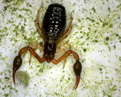 Neobisium
