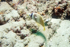 Chaetodon kleinii