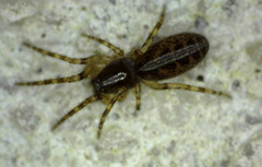 Segestria bavarica