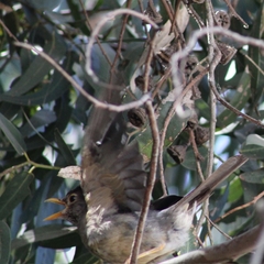 Turdus falcklandii magellanicus