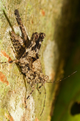 Paratettix lamellitettigodes