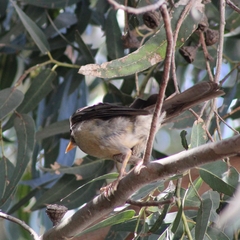 Turdus falcklandii magellanicus