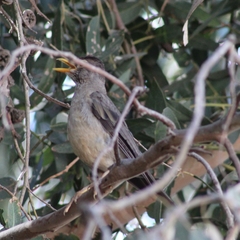 Turdus falcklandii magellanicus