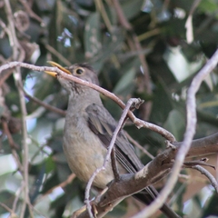 Turdus falcklandii magellanicus