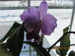 Cattleya trianae