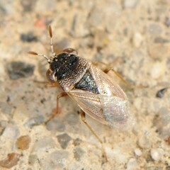 Geocoris