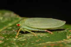 Iassinae