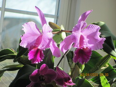Cattleya trianae