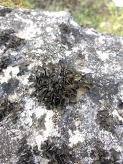 Lathagrium undulatum