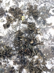 Lathagrium undulatum