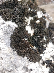 Lathagrium cristatum