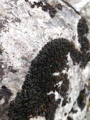 Lathagrium cristatum