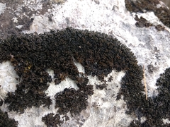 Lathagrium cristatum