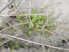Claytonia perfoliata