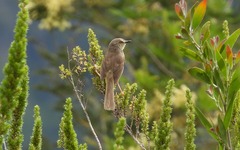 Prinia maculosa