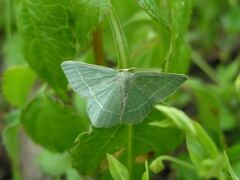 Chlorissa viridata