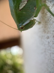 Philophyllia guttulata