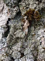 Physconia enteroxantha