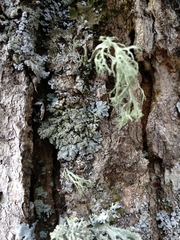 Physconia enteroxantha