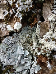 Physconia enteroxantha