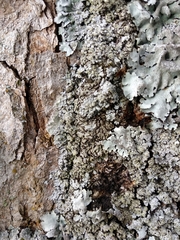 Physconia enteroxantha